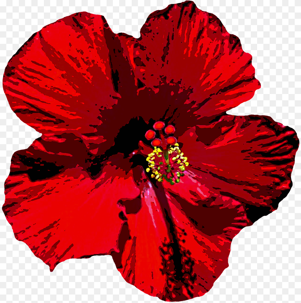 Hibiscus, Flower, Plant, Adult, Bride Free Png