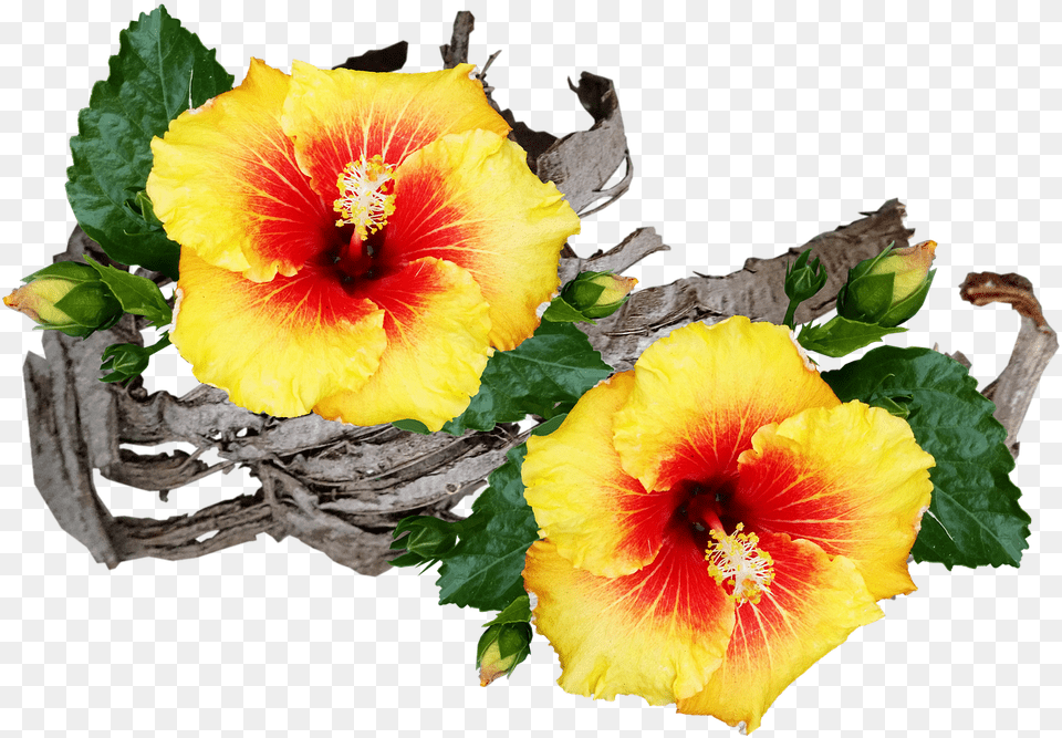 Hibiscus, Flower, Plant, Rose Free Transparent Png