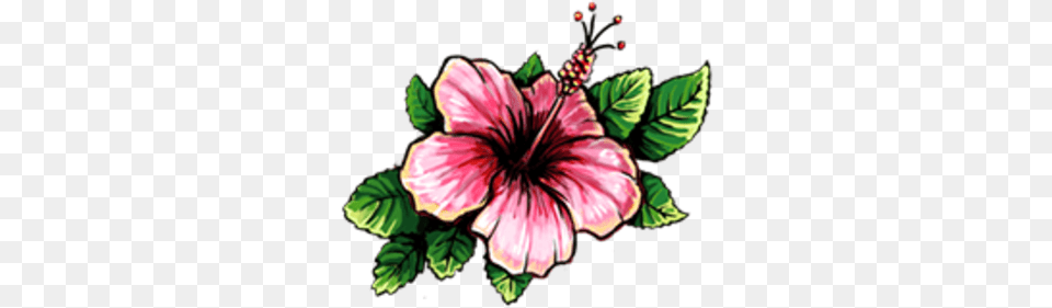 Hibiscus Blood Brothers Wiki Fandom Hibiscus Flower Drawing, Plant, Person Free Transparent Png