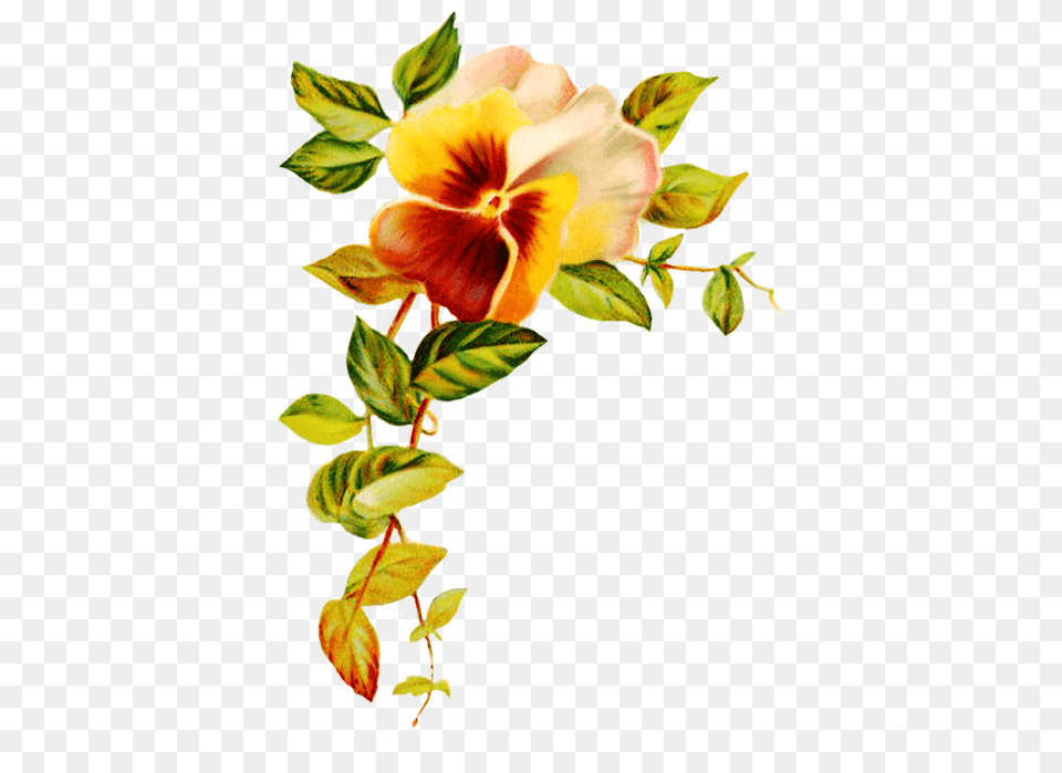 Hibiscus Border Clip Freeuse Flowers At Printable Greeting Card Template, Flower, Plant, Petal, Art Free Png Download