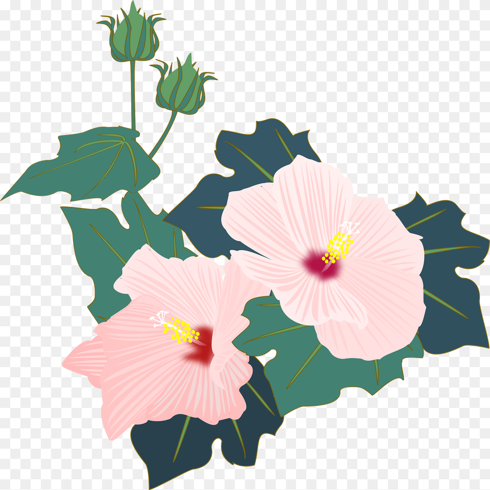 Hibiscus Clipart, Flower, Plant, Anther Free Transparent Png