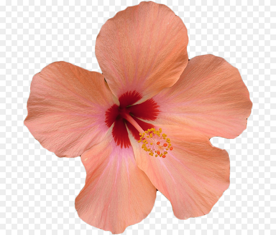 Hibiscus Clipart Hawaii Hibiscus Flower, Plant, Rose Free Transparent Png