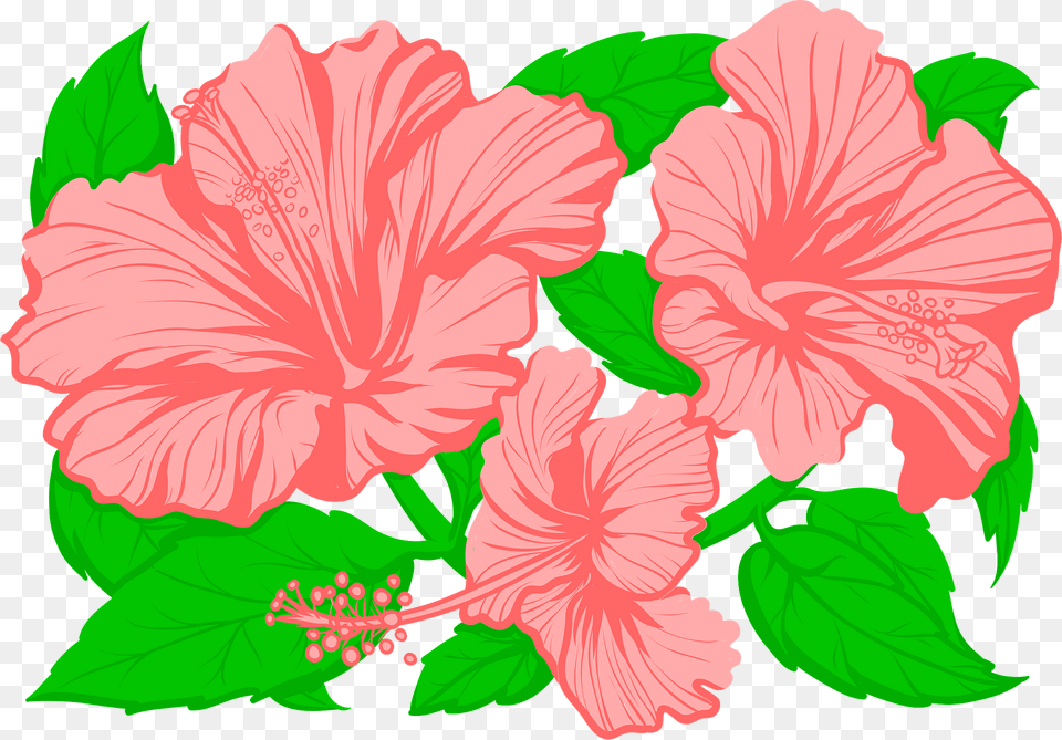 Hibiscus Clipart, Flower, Plant Png