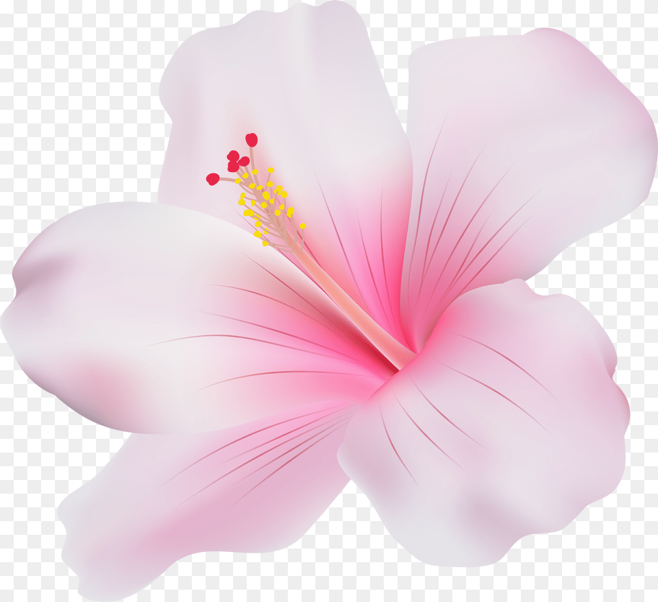 Hibiscus Clipart Png