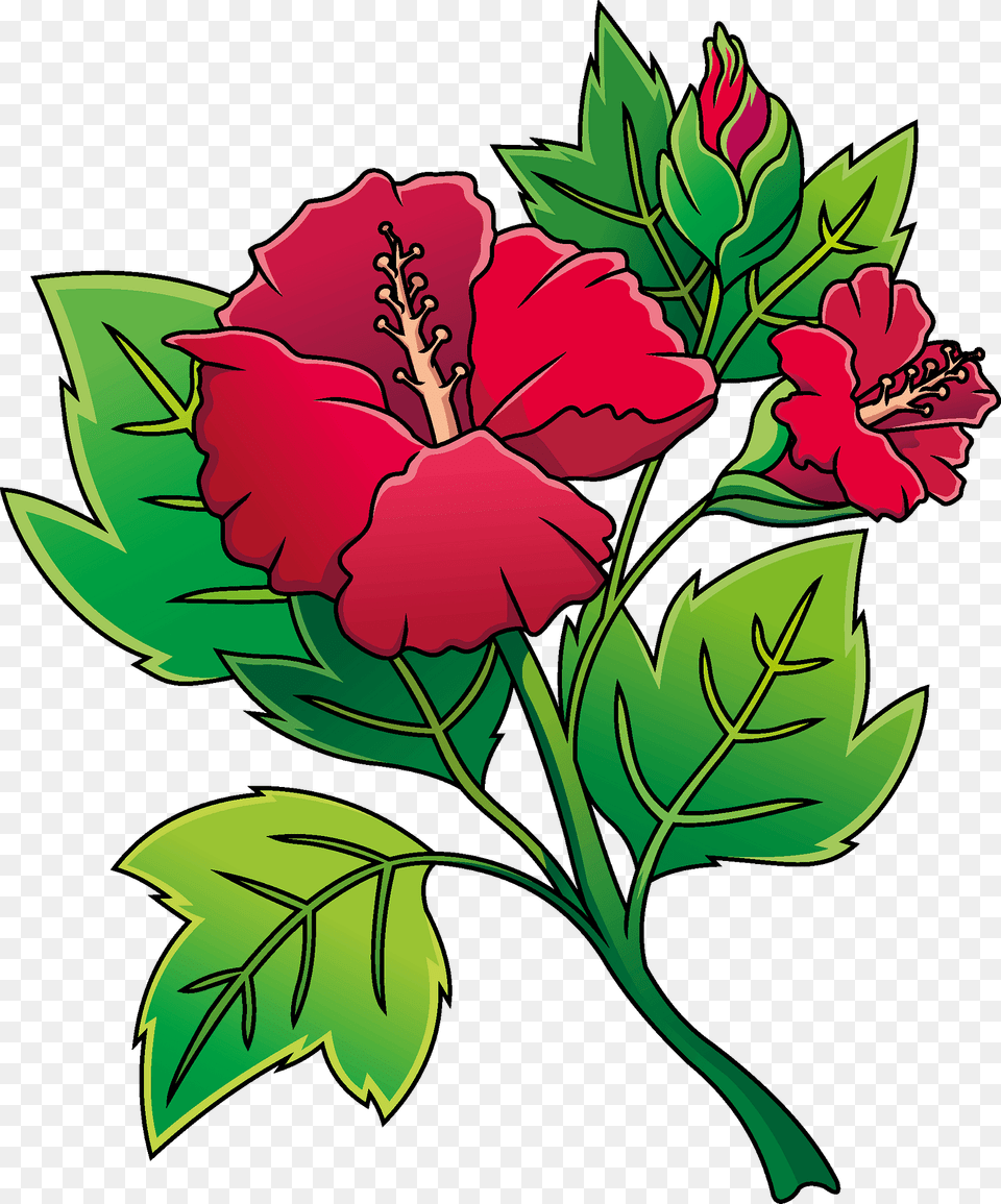 Hibiscus Clipart, Flower, Plant, Pattern, Rose Png