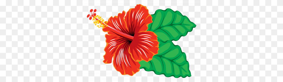 Hibiscus Clipart Clip Art Images, Flower, Plant, Anther Png Image