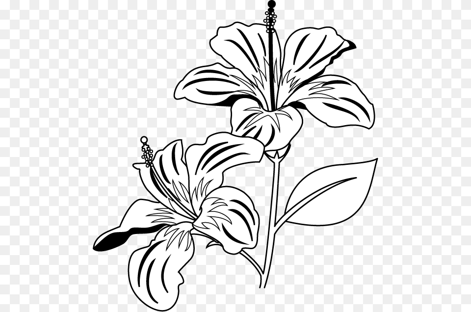 Hibiscus Clipart Coral Gumamela Clip Art Black And White, Flower, Plant, Drawing, Person Free Transparent Png
