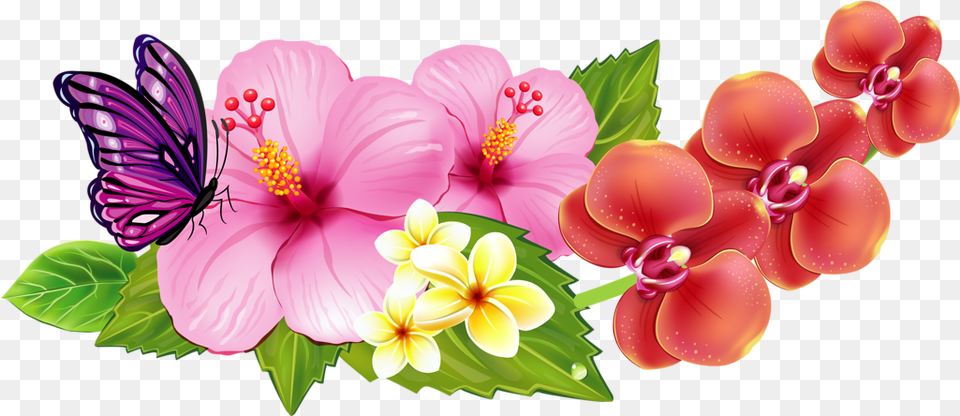 Hibiscus Clipart Flower Bali Border Hawaiian Flowers Clip Art, Plant, Petal, Anther Png