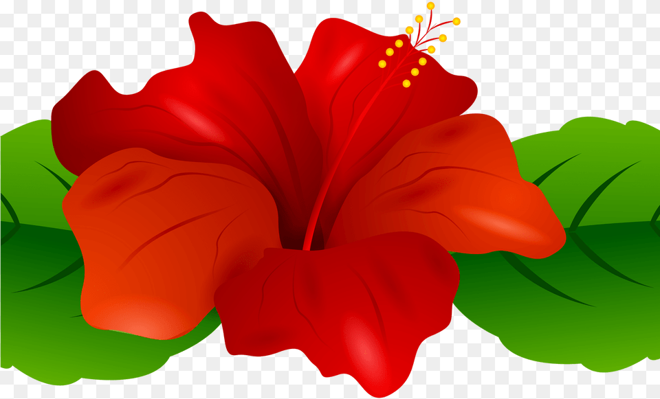 Hibiscus Clipart Flower Boarder Hibiscus Flower Boarder Portable Network Graphics, Plant Free Transparent Png