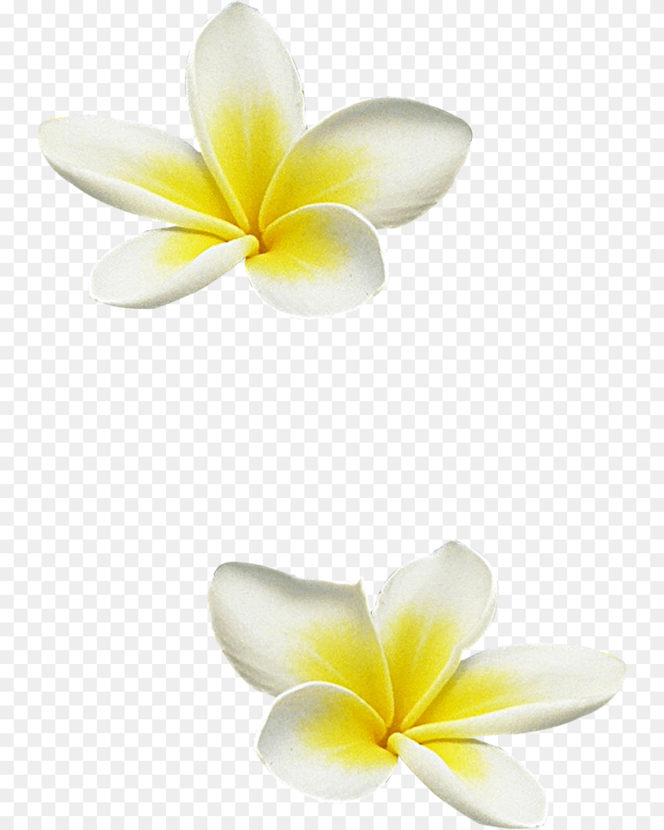 Hibiscus Clipart Frangipani Frangipani, Flower, Petal, Plant Png