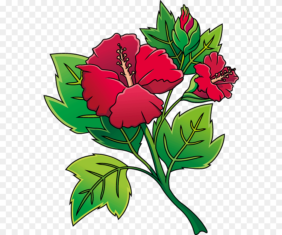 Hibiscus Clipart Hawaiian Hibiscus, Flower, Plant, Pattern, Rose Free Png