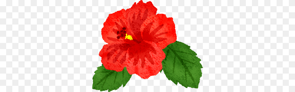 Hibiscus Clipart Illustrations, Flower, Plant, Rose Free Png