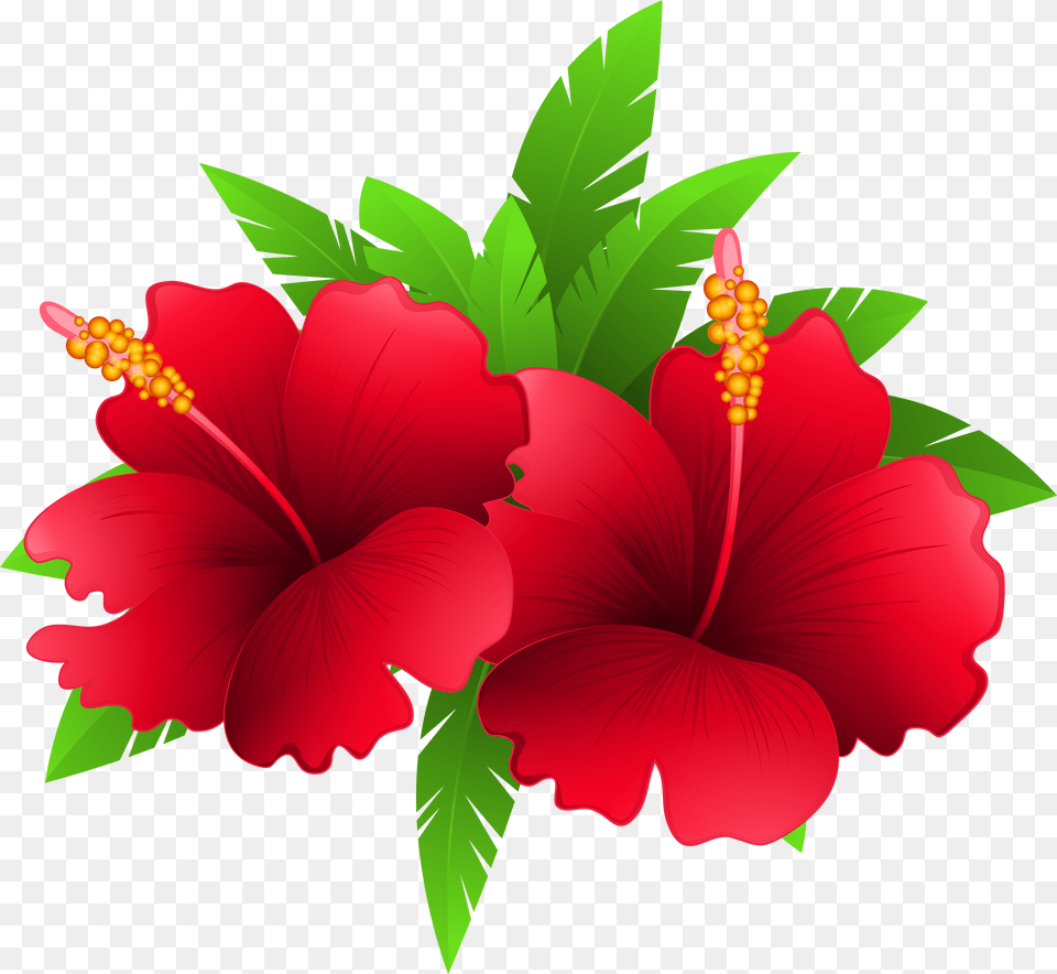 Hibiscus Clipart Transparent Background Tropical Flowers Clipart, Flower, Plant Free Png