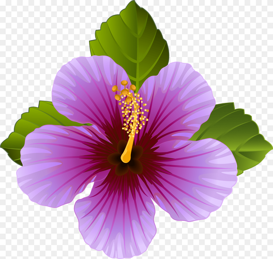 Hibiscus Clipart Violet Flower Purple Flower Clipart Free Transparent Png