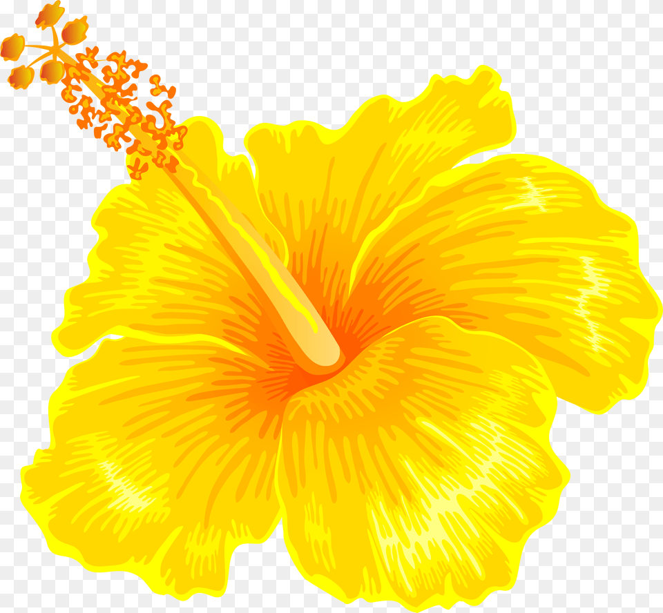 Hibiscus Clipart Yellow, Flower, Plant, Anther, Pollen Free Png Download