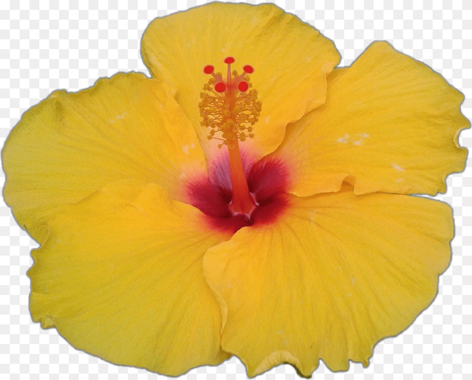 Hibiscus Fleur Flower Jaune Yellow Ftestickers Chinese Hibiscus, Plant, Pollen, Rose Free Png