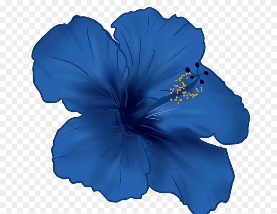 Hibiscus Flower, Plant, Person Png Image