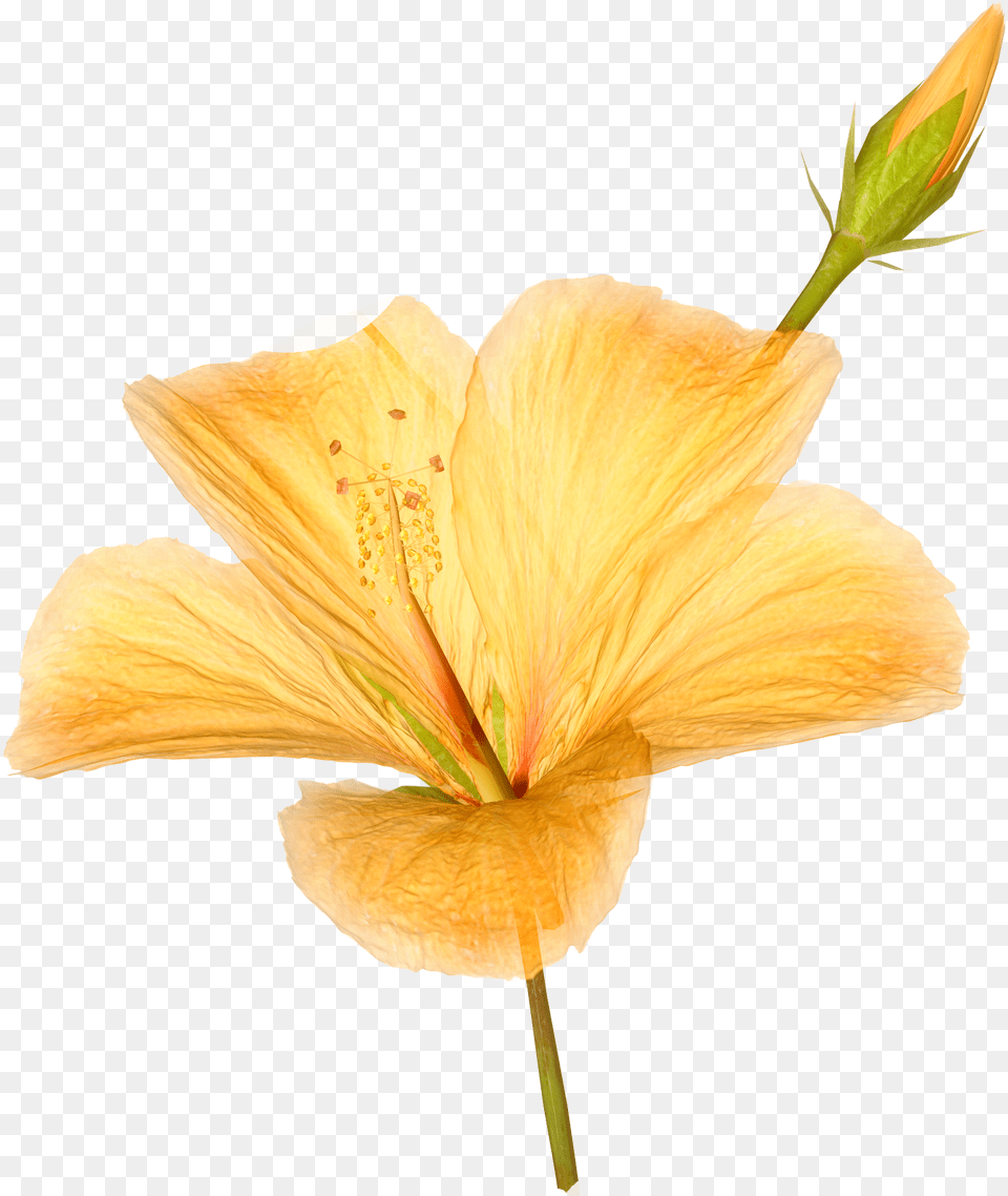 Hibiscus Flower, Plant, Petal Png