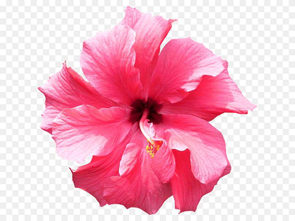 Hibiscus Flower 3 Transparent Background Tropical Flowers, Plant, Rose, Petal Png Image