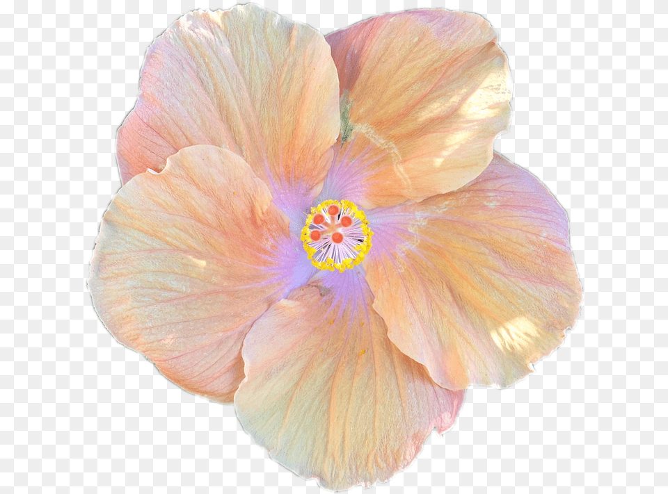 Hibiscus Flower Cartoon 19 Buy Clip Hibiscus, Plant, Rose, Petal Png