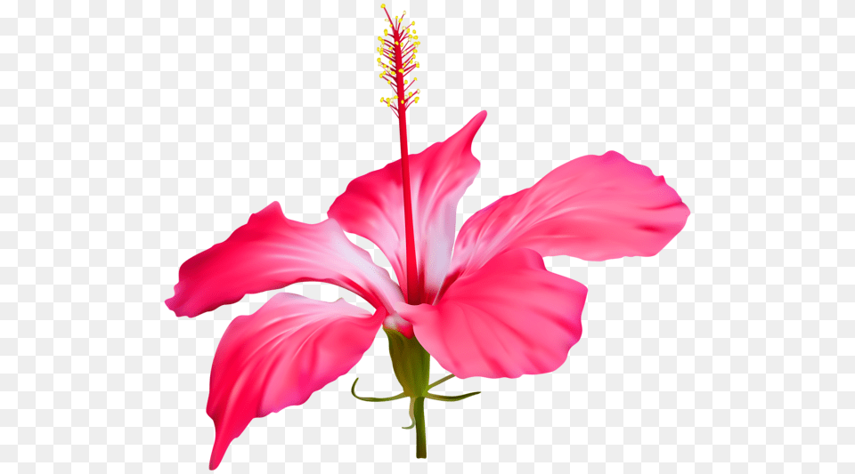 Hibiscus Flower Clip, Plant, Pollen, Anther, Petal Free Transparent Png