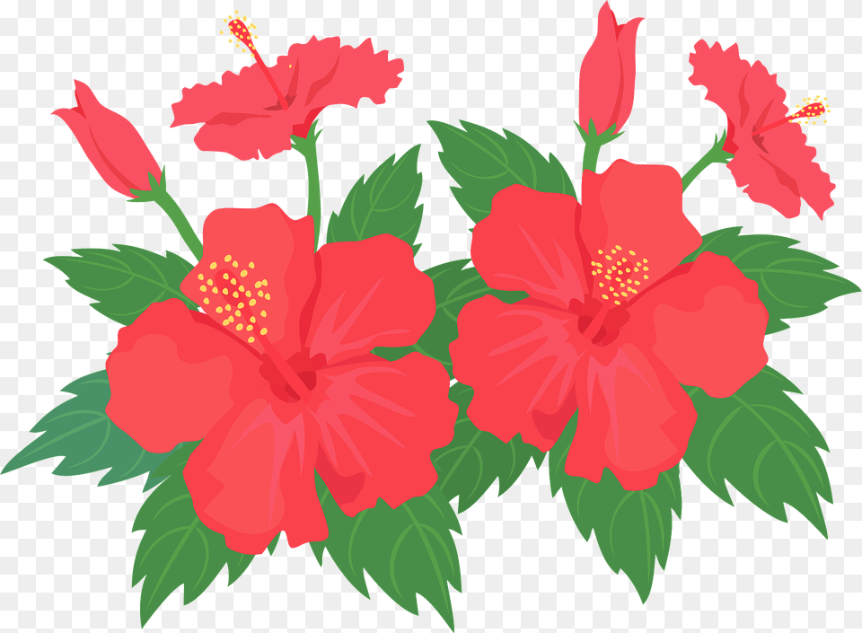 Hibiscus Flower Clipart, Plant, Rose Free Transparent Png