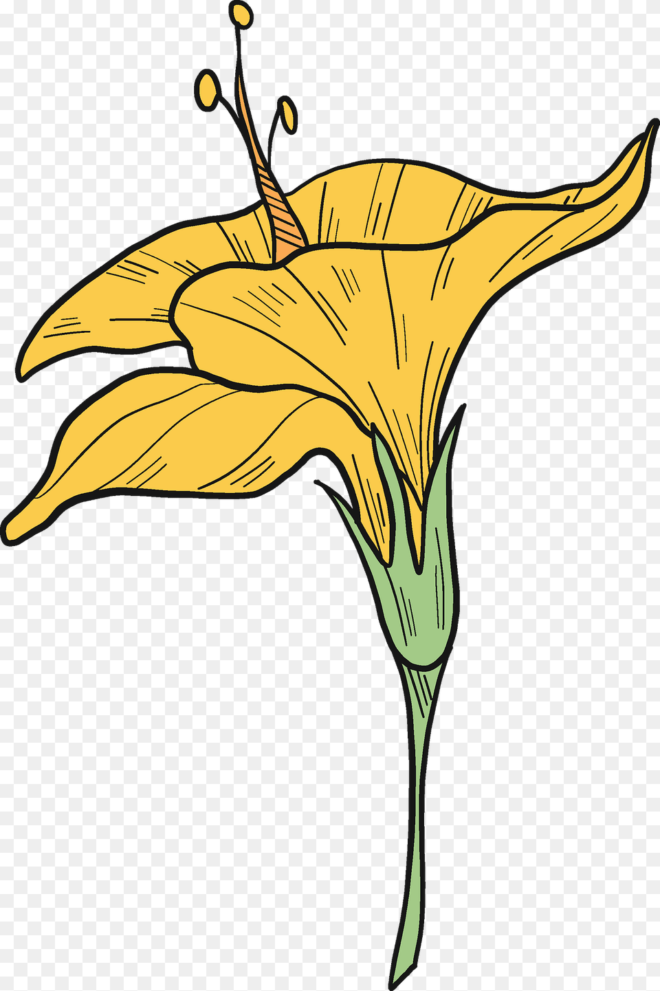 Hibiscus Flower Clipart, Plant, Petal, Lily Free Transparent Png