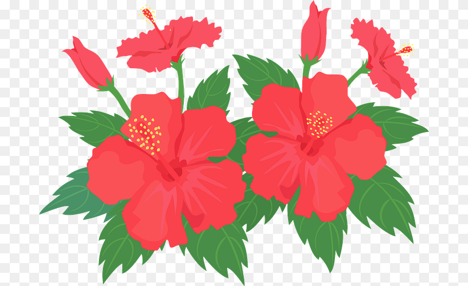 Hibiscus Flower Clipart Hawaiian Hibiscus, Plant, Rose Free Transparent Png