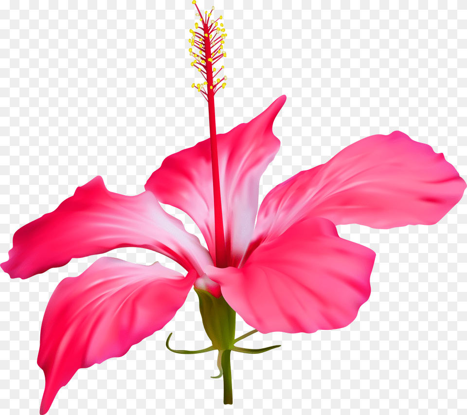 Hibiscus Flower Files Transparent Background Hibiscus Flower Free Png