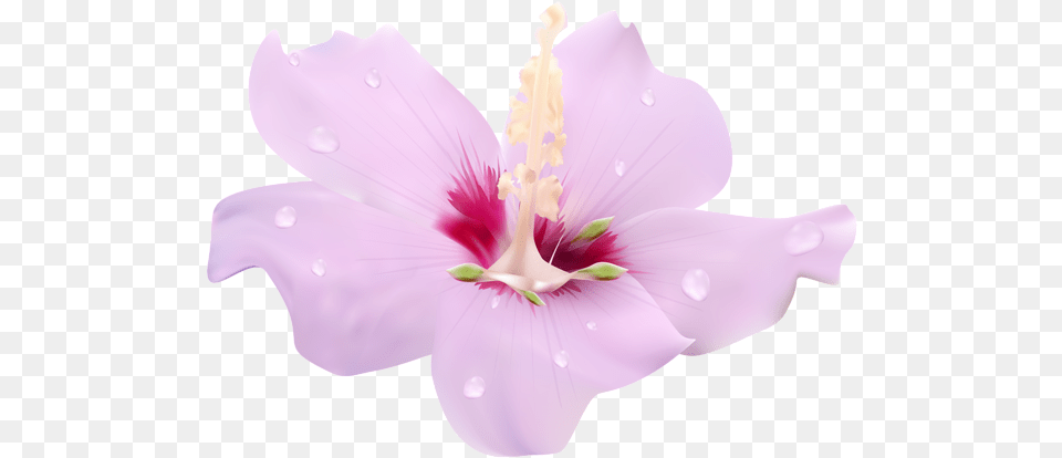 Hibiscus Flower Free Transparent U0026 Clipart Download Portable Network Graphics, Anther, Petal, Plant, Geranium Png Image