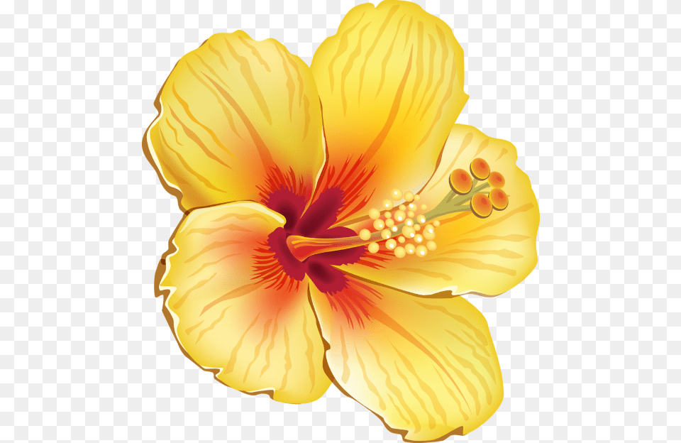 Hibiscus Flower Hawaiian Yellow Summer Tropical Hawaiian Tropical Flowers, Plant, Anther, Person Png Image