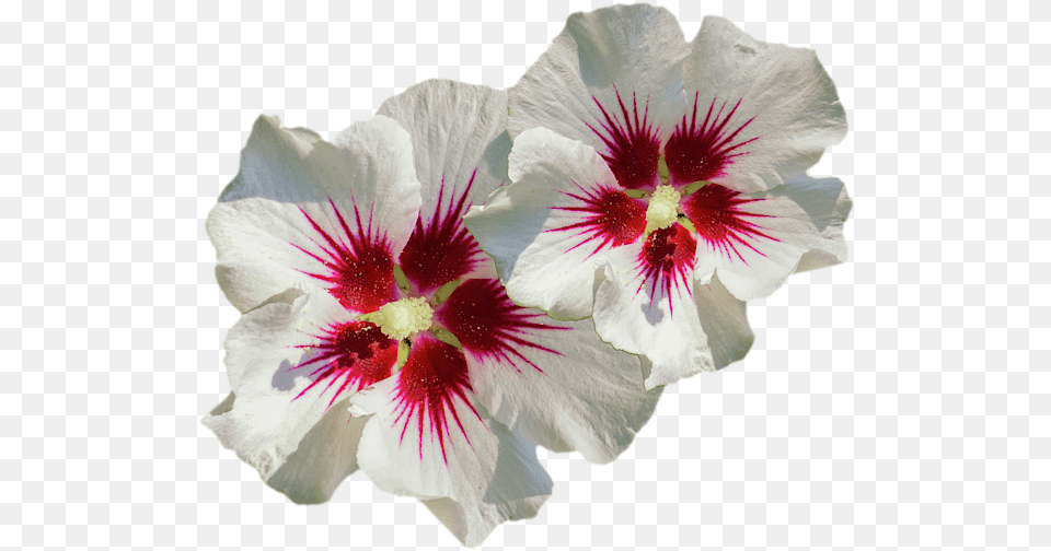 Hibiscus Flower Pattern T Shirt Hollyhocks, Geranium, Plant, Petal Free Transparent Png