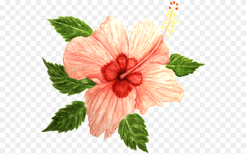 Hibiscus Flower Pink Rosemallows, Plant Free Transparent Png