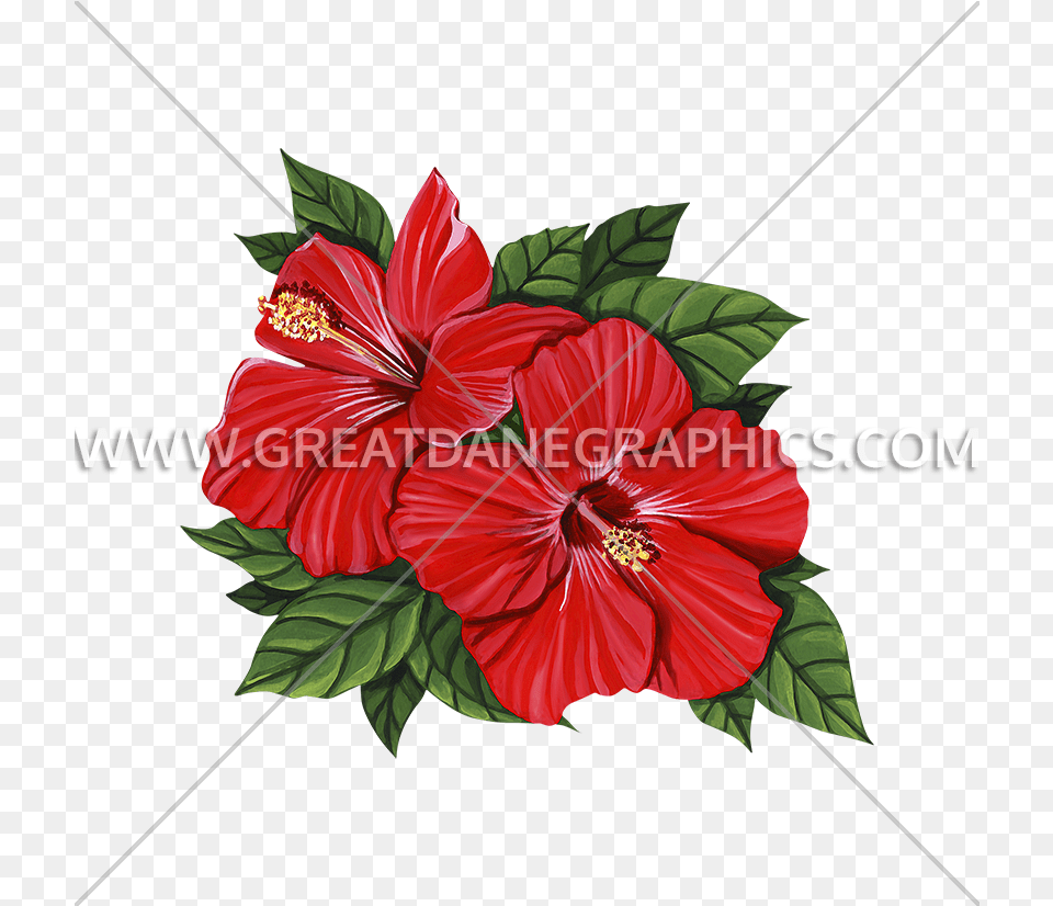 Hibiscus Flower Production Ready Artwork For T Shirt Printing Chinese Hibiscus, Plant Png