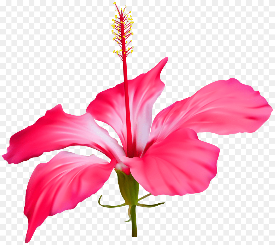 Hibiscus Flower Transparent Clip Png