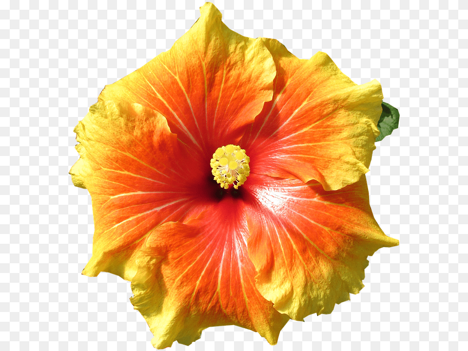 Hibiscus Flower Tropical Photo On Pixabay Hibiscus, Plant, Pollen Free Png Download