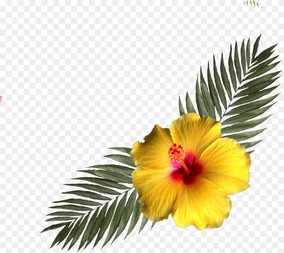 Hibiscus Flower Tropicalflower Sticker By Precious Shoeblackplant, Plant, Petal, Pollen Png