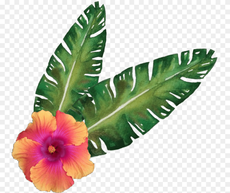 Hibiscus Flower Tropicalflower Sticker Shoeblackplant, Leaf, Petal, Plant Free Transparent Png