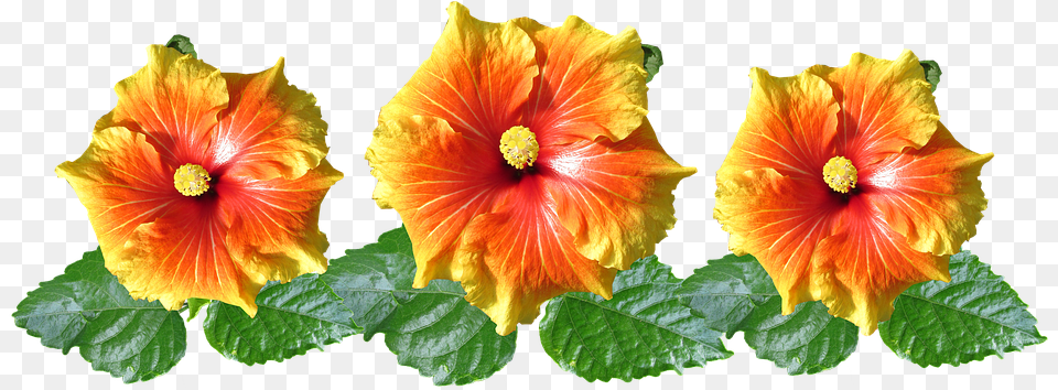 Hibiscus Flowers Arrangement Photo On Pixabay Arranjo Com A Flor Hibisco, Flower, Plant, Petal Free Png