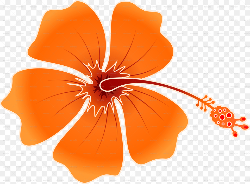 Hibiscus Flowers Patterns Hawaiian Flower, Anther, Plant, Petal Png Image