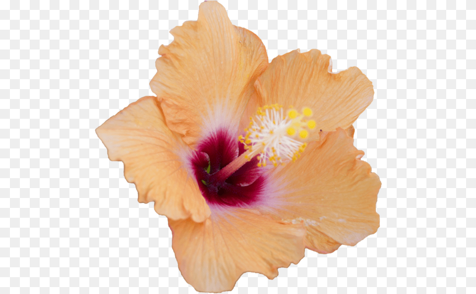 Hibiscus Flowers Hibiscus Flower Overlay, Plant, Rose Free Transparent Png