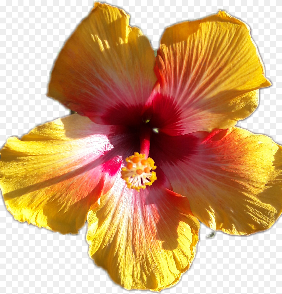 Hibiscus Hawaiian Hibiscus, Flower, Plant, Pollen, Petal Png
