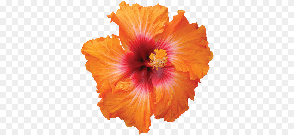 Hibiscus Hd Hibiscus Flower, Plant, Anther Free Png Download