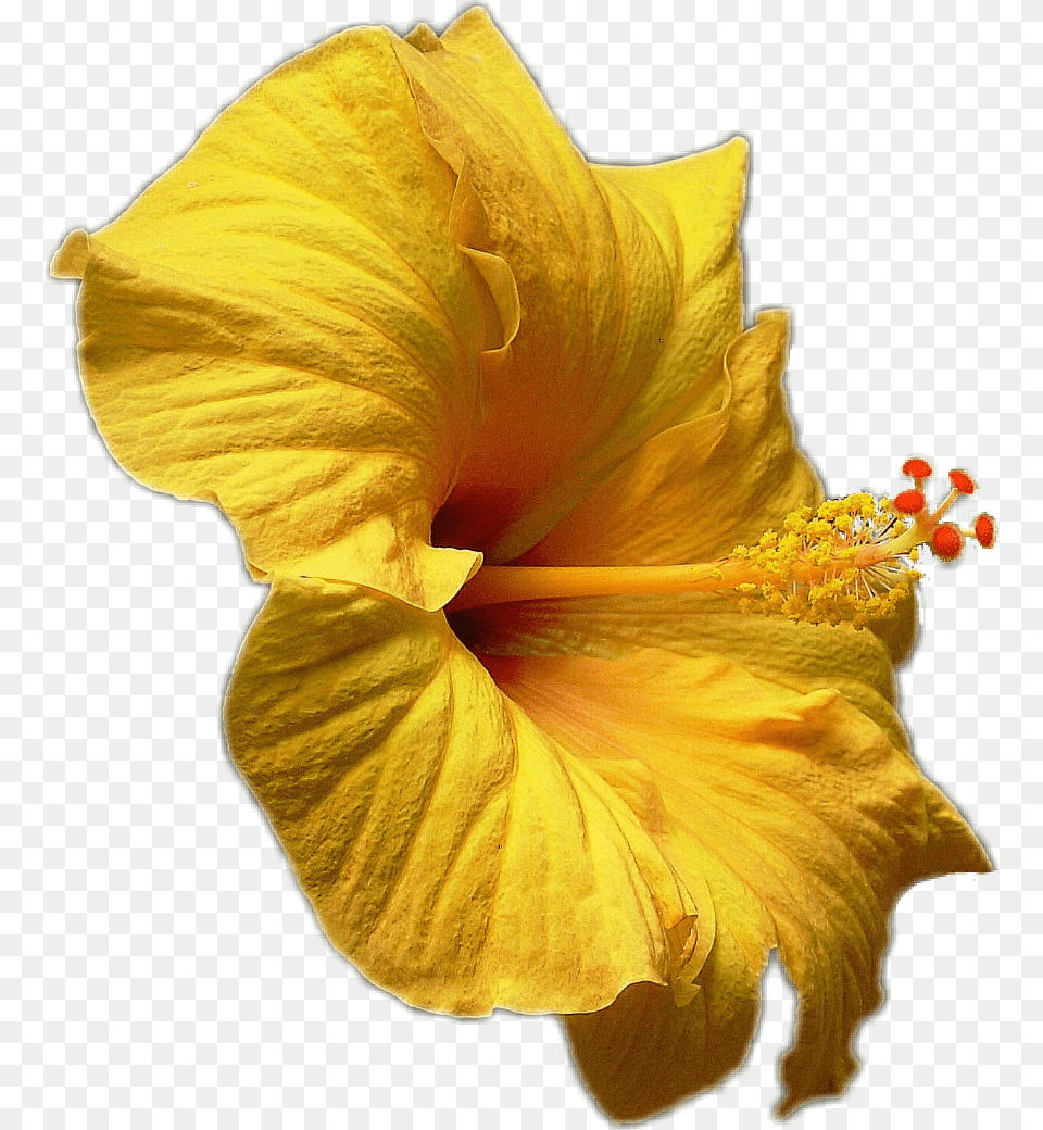 Hibiscus Hibiskus Yellow Gelb Blte Blossom Flower Hawaiian Hibiscus, Plant, Pollen, Rose Free Png Download
