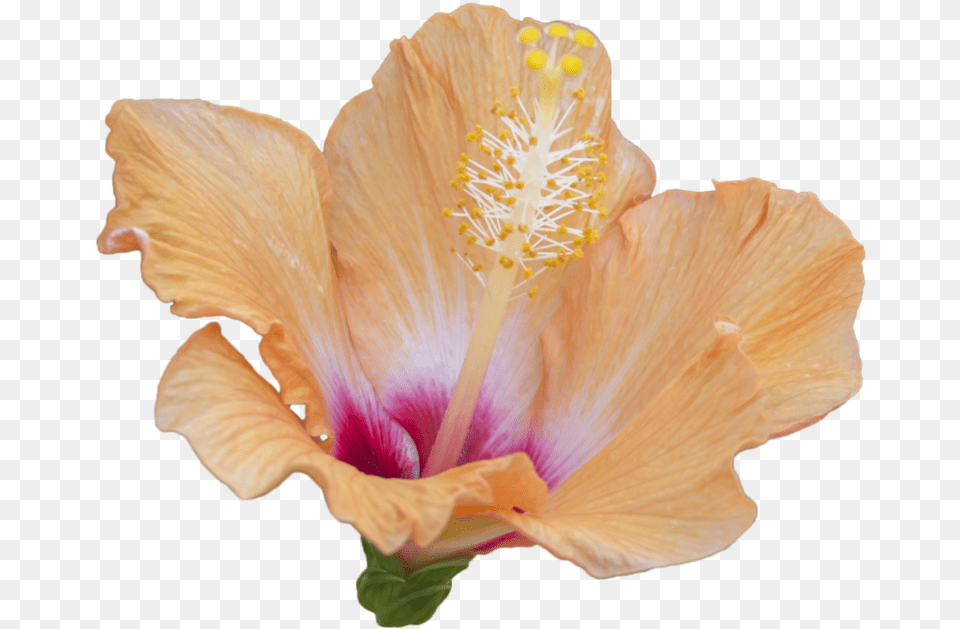 Hibiscus Image Hibiscus, Flower, Plant, Pollen, Rose Png