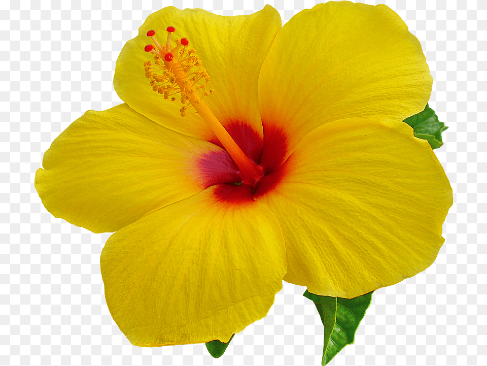 Hibiscus Image Transparent U0026 Clipart Ywd Hibiscus, Flower, Plant, Pollen Free Png Download