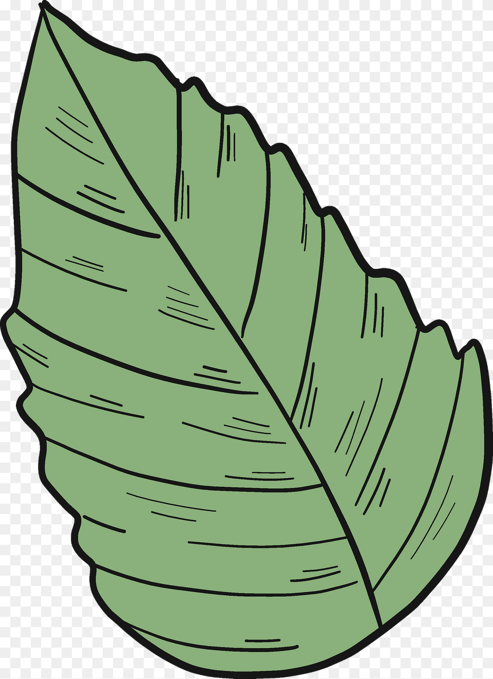 Hibiscus Leaf Clipart, Plant Free Png