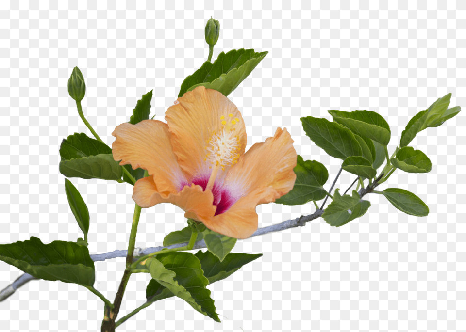Hibiscus Leaf Hibiscus Leaf Images, Flower, Plant, Pollen, Acanthaceae Free Transparent Png