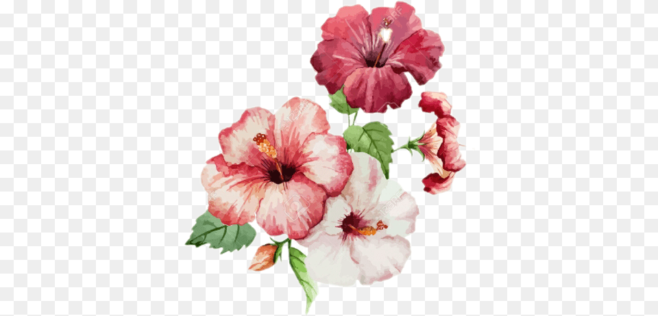 Hibiscus Painting, Flower, Plant, Anther Free Png