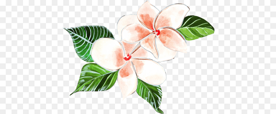 Hibiscus Photos By Canva Clip Art, Leaf, Plant, Flower, Baby Free Png Download